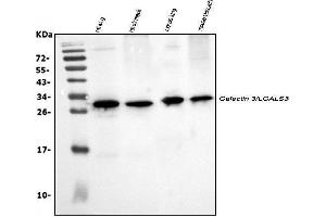 Western blot analysis of Galectin 3/LGALS3 using anti-Galectin 3/LGALS3 antibody (ABIN3043400). (Galectin 3 anticorps  (AA 153-264))