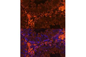 Immunofluorescence analysis of Mouse testis using CF Rabbit pAb (ABIN7266399) at dilution of 1:100. (CFAP61 anticorps)