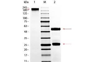 SDS-PAGE of Goat Gamma Globulin Fraction. (gamma Globulin Fraction Protéine)