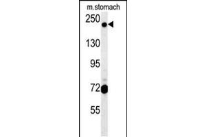 Western blot analysis in mouse stomach tissue lysates (15ug/lane).