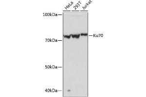 Western blot analysis of extracts of various cell lines, using Ku70 Rabbit mAb (ABIN7271407) at 1:1000 dilution. (XRCC6 anticorps)