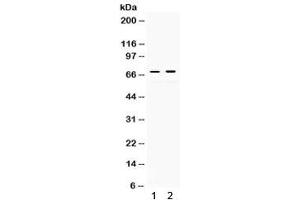 Western blot testing of 1) rat kidney and 2) human HeLa lysate with c-Rel antibody. (c-Rel anticorps)