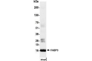 Western Blotting (WB) image for anti-Fatty Acid Binding Protein 3, Muscle and Heart (FABP3) antibody (ABIN7795610) (FABP3 anticorps)