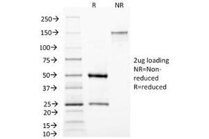 SDS-PAGE Analysis of Purified, BSA-Free MAML3 Antibody (clone MAML3/1303). (MAML3 anticorps)