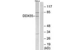 Western blot analysis of extracts from HeLa cells, using DDX55 Antibody.