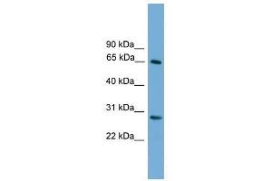 Western Blot showing FBXW8 antibody used at a concentration of 1-2 ug/ml to detect its target protein. (FBXW8 anticorps  (Middle Region))