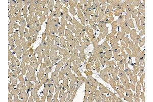 ABIN7097181 and ABIN7101249 at 1/100 staining rat heart tissue by IHC-P. (LRGUK anticorps)