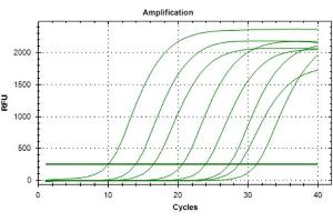 Polymerase Chain Reaction (PCR) image for Met Proto-Oncogene (MET) IQ-ELISA Kit (ABIN5680031)