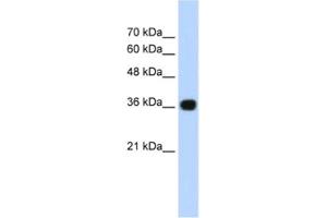Western Blotting (WB) image for anti-Canopy 3 Homolog (CNPY3) antibody (ABIN2460947) (TNRC5 anticorps)