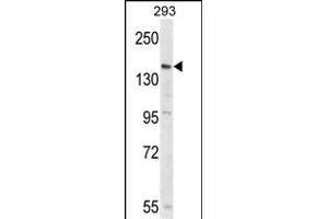 Western blot analysis of PCDH17 Antibody (C-term) (ABIN653792 and ABIN2843076) in 293 cell line lysates (35 μg/lane). (PCDH17 anticorps  (C-Term))