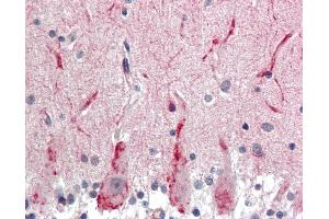 Anti-GABRG2 antibody IHC staining of human brain, cerebellum. (GABRG2 anticorps  (AA 61-110))