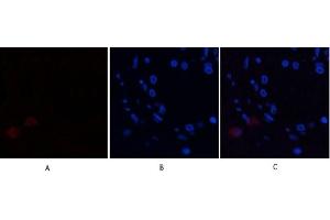 Immunofluorescence analysis of human-breast tissue.