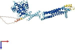 AlphaFold protein structure predicition of Human Recombinant MX1 Protein, UniprotID P20591
