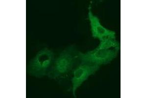 Immunofluorescence (IF) image for anti-Bestrophin 3 (BEST3) antibody (ABIN1501729) (Bestrophin 3 anticorps)