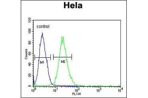 Flow Cytometric analysis of HeLa cells (right histogram) compared to a negative control cell (left histogram) using RPL31 Antibody (Center) Cat. (RPL31 anticorps  (Middle Region))