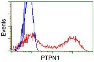 Image no. 3 for anti-Protein tyrosine Phosphatase, Non-Receptor Type 1 (PTPN1) antibody (ABIN1500495) (PTPN1 anticorps)