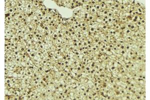ABIN6273338 at 1/100 staining Mouse liver tissue by IHC-P. (UFD1L anticorps  (Internal Region))