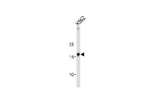 HMGA1 Antibody (C-term) (ABIN653050 and ABIN2842658) western blot analysis in K562 cell line lysates (35 μg/lane).