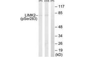 Western Blotting (WB) image for anti-LIM Domain Kinase 2 (LIMK2) (AA 249-298), (pSer283) antibody (ABIN1532018) (LIMK2 anticorps  (pSer283))