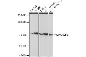 Western blot analysis of extracts of various cell lines, using FB2 antibody (ABIN3017558, ABIN3017559, ABIN3017560 and ABIN6220153) at 1:1000 dilution. (FAM160B2 anticorps  (AA 420-520))