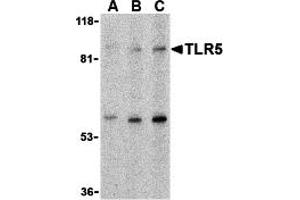 Western Blotting (WB) image for anti-Toll-Like Receptor 5 (TLR5) (C-Term) antibody (ABIN1030745) (TLR5 anticorps  (C-Term))