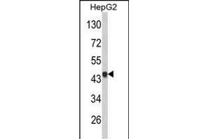 Western blot analysis of VPS26A Antibody (Center) (ABIN652668 and ABIN2842449) in HepG2 cell line lysates (35 μg/lane). (VPS26A anticorps  (AA 263-291))