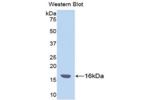 Western Blotting (WB) image for anti-Inter alpha Globulin Inhibitor H4 (ITIH4) (AA 29-157) antibody (ABIN1176673) (ITIH4 anticorps  (AA 29-157))
