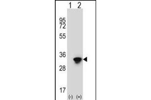 Western blot analysis of ELAVL1 (arrow) using rabbit polyclonal ELAVL1 Antibody (ABIN652911 and ABIN2842587). (ELAVL1 anticorps)