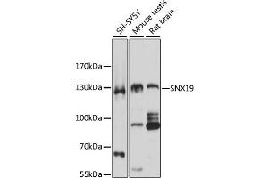 Western blot analysis of extracts of various cell lines, using SNX19 antibody (ABIN1876436) at 1:3000 dilution. (SNX19 anticorps)