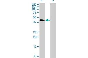 Western Blot analysis of AMICA1 expression in transfected 293T cell line by AMICA1 MaxPab polyclonal antibody.