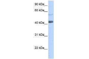 WB Suggested Anti-PRDM15 Antibody Titration:  0. (PRDM15 anticorps  (C-Term))