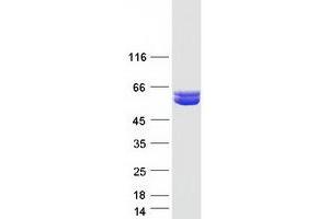 Validation with Western Blot