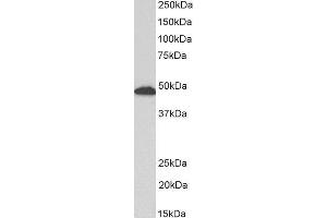 ABIN2562804 (0. (GFAP anticorps  (C-Term))