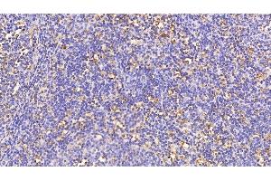 Detection of CTSS in Porcine Lymph node Tissue using Polyclonal Antibody to Cathepsin S (CTSS) (Cathepsin S anticorps  (AA 115-331))