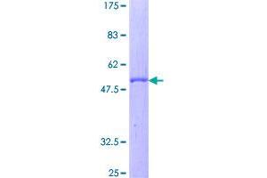 SDS-PAGE (SDS) image for Complement Factor D (CFD) (AA 1-253) protein (GST tag) (ABIN1777615)