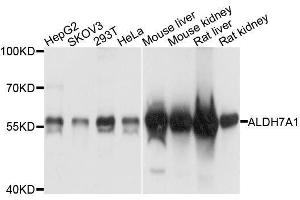 Western blot analysis of extracts of various cell lines, using ALDH7A1 antibody. (ALDH7A1 anticorps  (AA 430-539))