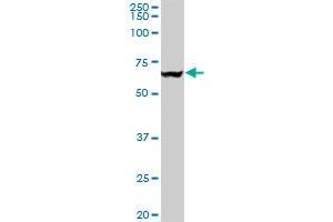 VCP monoclonal antibody (M03), clone 4A8.