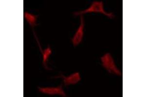 ABIN6276051 staining HeLa by IF/ICC. (MRGPRE anticorps  (Internal Region))