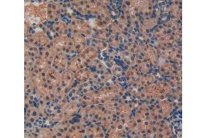 IHC-P analysis of kidney tissue, with DAB staining. (LIFR anticorps  (AA 382-486))