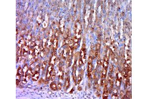 Paraformaldehyde-fixed, paraffin embedded rat stomach, Antigen retrieval by boiling in sodium citrate buffer (pH6.