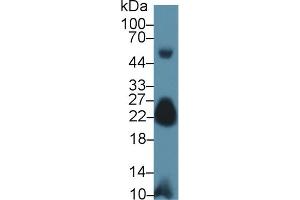 Western Blot; Sample: Mouse Skeletal muscle lysate; Primary Ab: 1µg/ml Rabbit Anti-Human MYL7 Antibody Second Ab: 0.