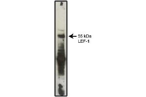 Western Blotting (WB) image for anti-Lymphoid Enhancer-Binding Factor 1 (LEF1) antibody (ABIN264379) (LEF1 anticorps)