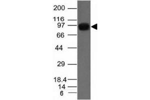 Western blot of A431 cell lysate using Nucleolin antibody.