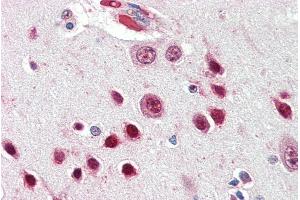 ABIN334449 (5µg/ml) staining of paraffin embedded Human Cortex. (NOVA1 anticorps  (Internal Region))