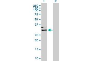 Western Blot analysis of HPX expression in transfected 293T cell line by HPX MaxPab polyclonal antibody. (Hemopexin anticorps  (AA 1-254))