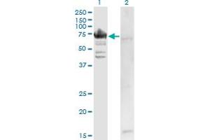 Western Blot analysis of RARS expression in transfected 293T cell line by RARS monoclonal antibody (M02), clone 1A2.