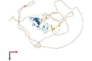 AlphaFold protein structure predicition of Human Recombinant FUS Protein, UniprotID P35637