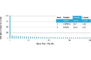 Protein Array (PAr) image for anti-Insulin-Like Growth Factor Binding Protein 6 (IGFBP6) antibody (ABIN7456078) (IGFBP6 anticorps)