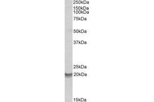 Western Blotting (WB) image for anti-BCL2-Related Protein A1 (BCL2A1) (Internal Region) antibody (ABIN2464741) (BCL2A1 anticorps  (Internal Region))