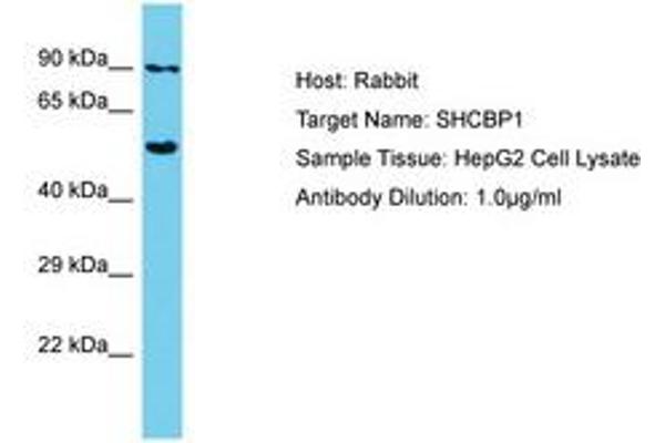 SHCBP1 抗体  (AA 526-575)